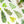 OURS Washi Tape: Ferns